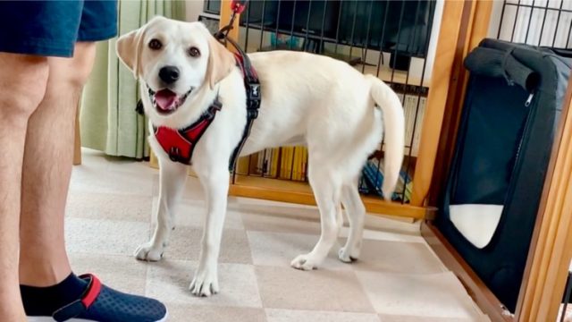 犬の抜け毛対策にお掃除ロボットを活用しよう みみログ 犬の抜け毛対策にお掃除ロボットを活用しよう みみログ