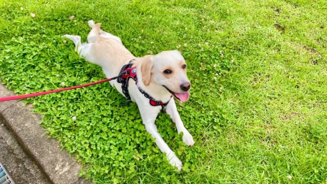 関節サプリ きびきび散歩プレミアム 飲んでいます みみログ