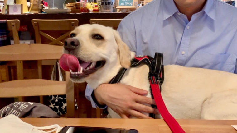 長崎市ドライブ 大型犬と行くドッグカフェ トニー クロエ みみ旅 みみログ