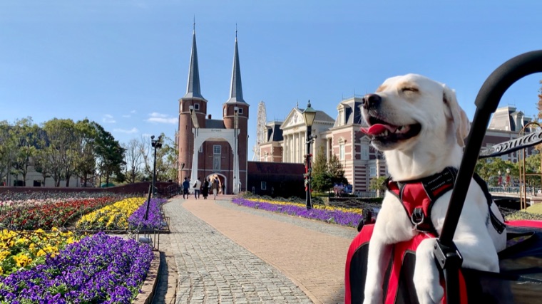 大型犬と宿泊 ハウステンボスに行ってきました みみ旅 準備編 みみログ