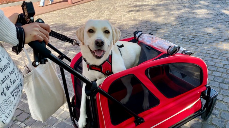 大型犬と宿泊 ハウステンボスに行ってきました みみ旅 ２日目 みみログ