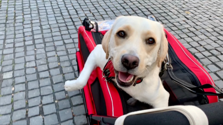 大型犬におすすめ】おしゃれなペットカート『エアバギー CARRIAGE』を 
